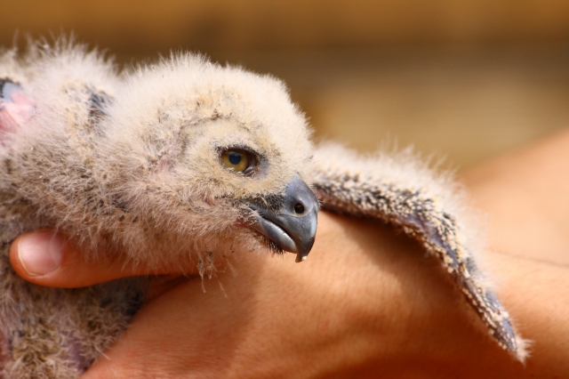 Mládě výra leželo v hromadě krmení, přesto mu hrozila smrt hlady