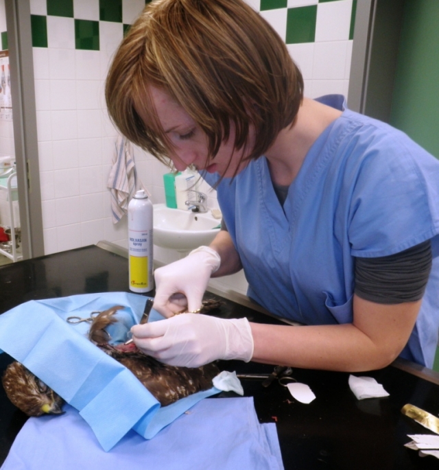 Otevřená zlomenina křídla káně lesní