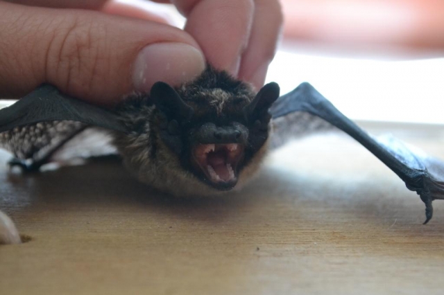 Noční vypouštění netopýra