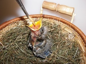 Našli jste ptáče vypadlé z hnízda?