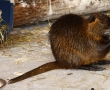 Jihoamerický bobr